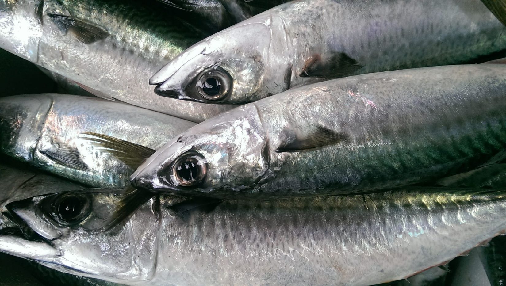Chế độ ăn trong thai kì có cá giúp hạn chế bệnh lý phát sinh cho bà mẹ