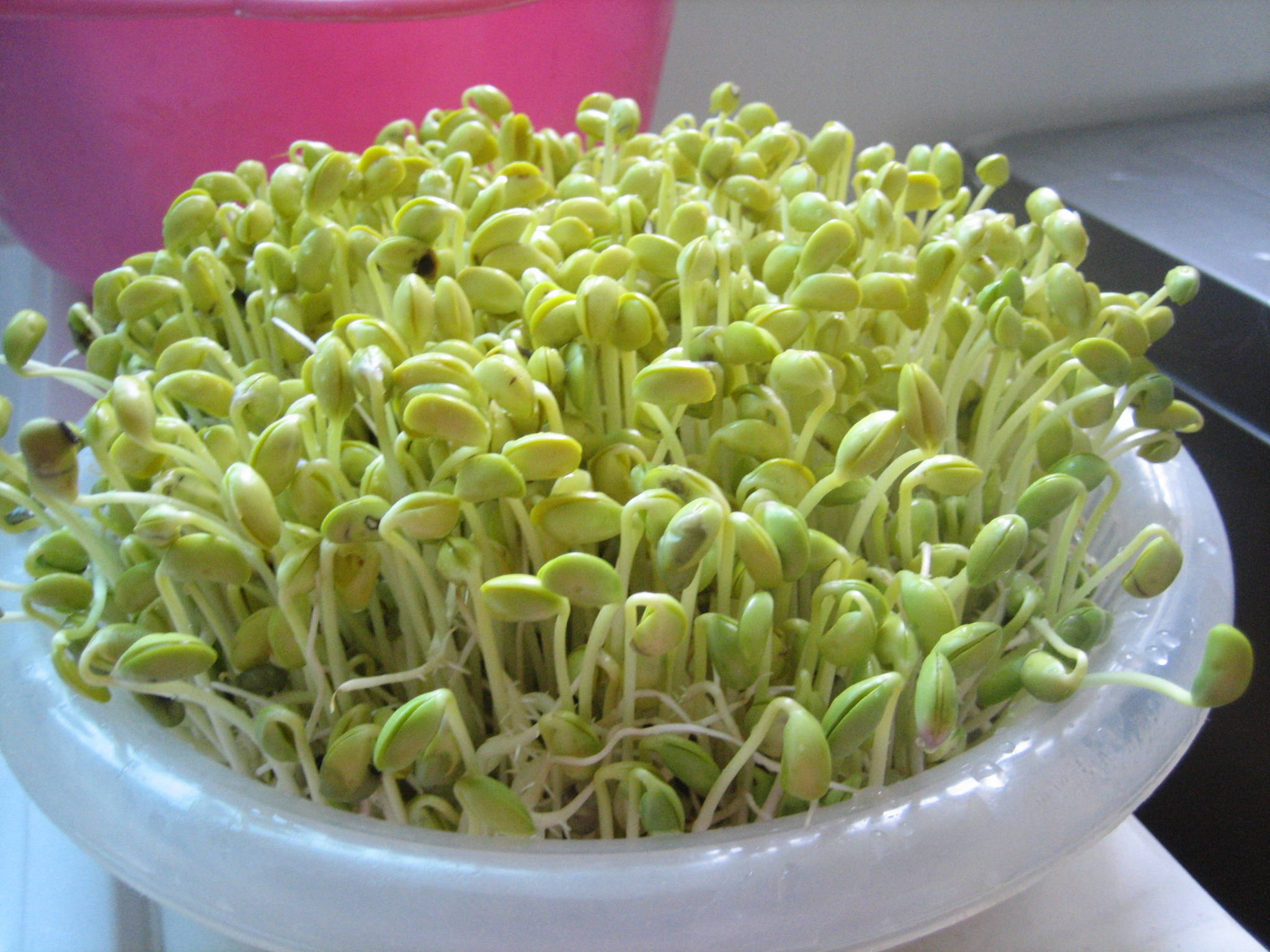 Mầm đậu nành có thể dễ dàng trồng tại nhà