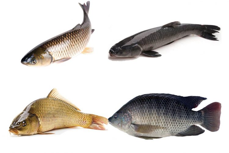 Một số loại cá rất giàu các loại axít chống viêm